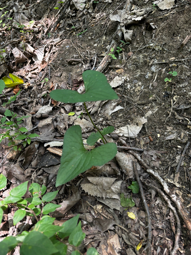 Viola missouriensis, photograph 5