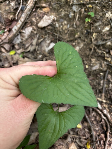 Viola missouriensis, photograph 6