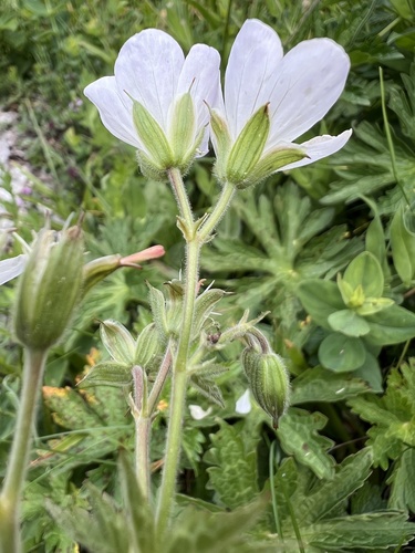 wood crane's-bill