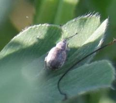 Peritelus sphaeroides