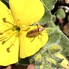 Creontiades rubrinervis