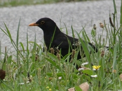 Turdus merula