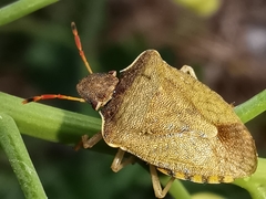 Peribalus strictus strictus