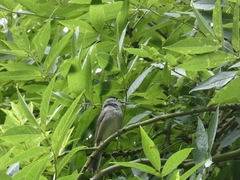 Sylvia atricapilla
