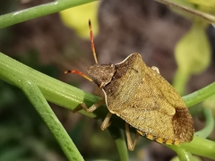 Peribalus strictus strictus