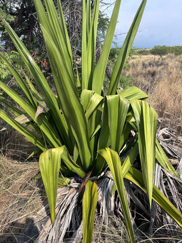 Agave, 2026-06-30