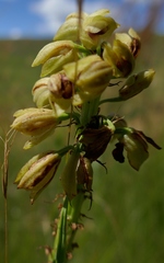 Orthochilus foliosus