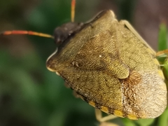 Peribalus strictus strictus