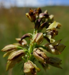 Orthochilus foliosus