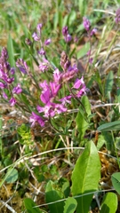 Polygala comosa