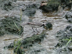 Motacilla alba