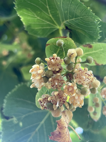 Tilia americana