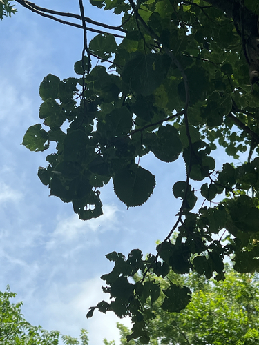 Tilia americana