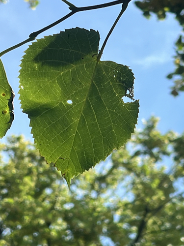 Tilia americana