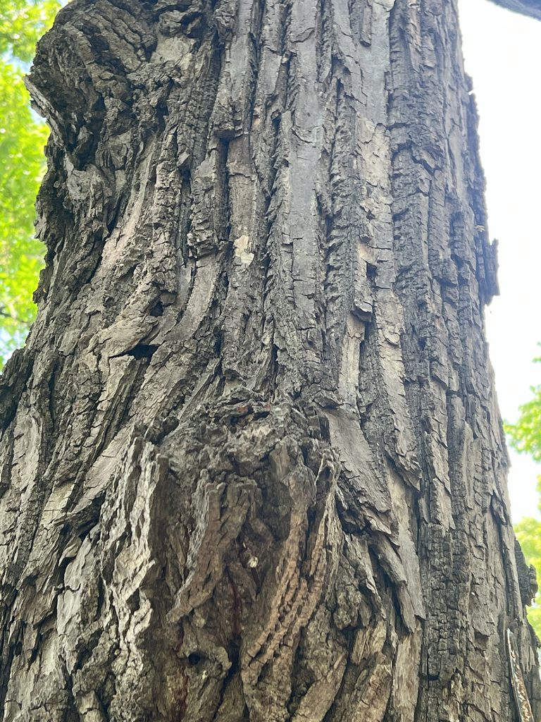 Tilia americana, 540th Ave, Paynesville, MN, US
