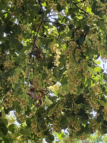 Tilia americana