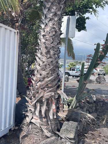 Washingtonia robusta observed 2026-06-30