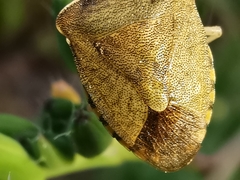 Peribalus strictus strictus