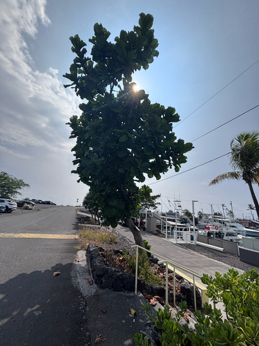 Ficus lyrata observed 2026-06-30