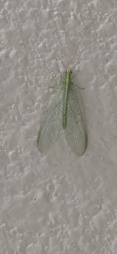 iNaturalist observation photo of Common Green Lacewings