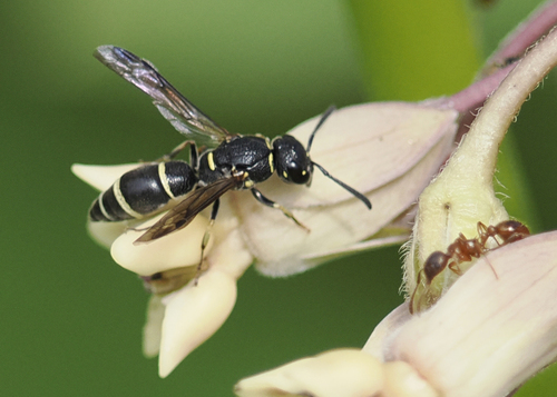 Parancistrocerus pensylvanicus observed 2026-07-05