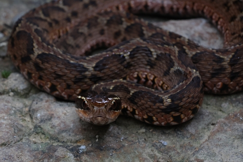 Short-tailed Mamushi