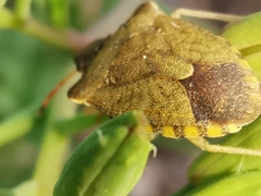 Peribalus strictus strictus