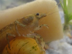 Cambarellus montezumae