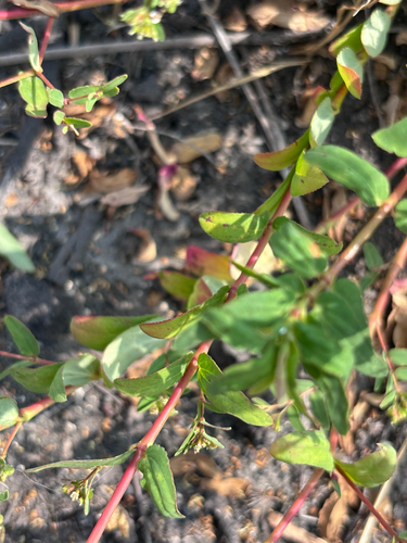 Euphorbia hyssopifolia observed 2026-06-30