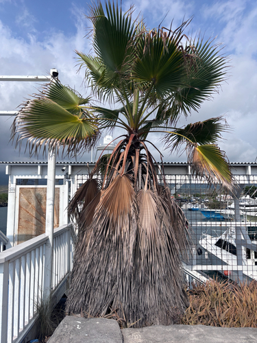Washingtonia robusta observed 2026-06-30