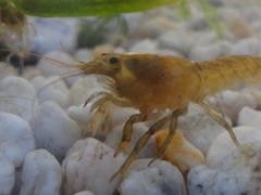 Cambarellus montezumae