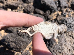 Phrynosoma goodei