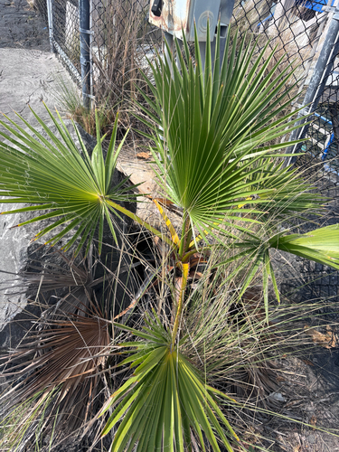 Washingtonia robusta observed 2026-06-30