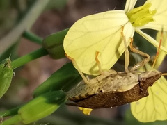 Peribalus strictus strictus