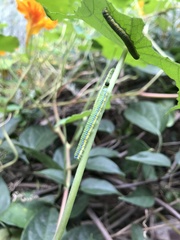 Leptophobia