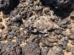 Phrynosoma goodei