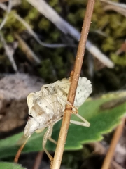 Peribalus strictus strictus