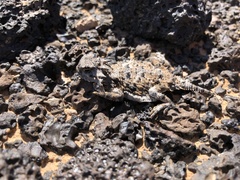 Phrynosoma goodei