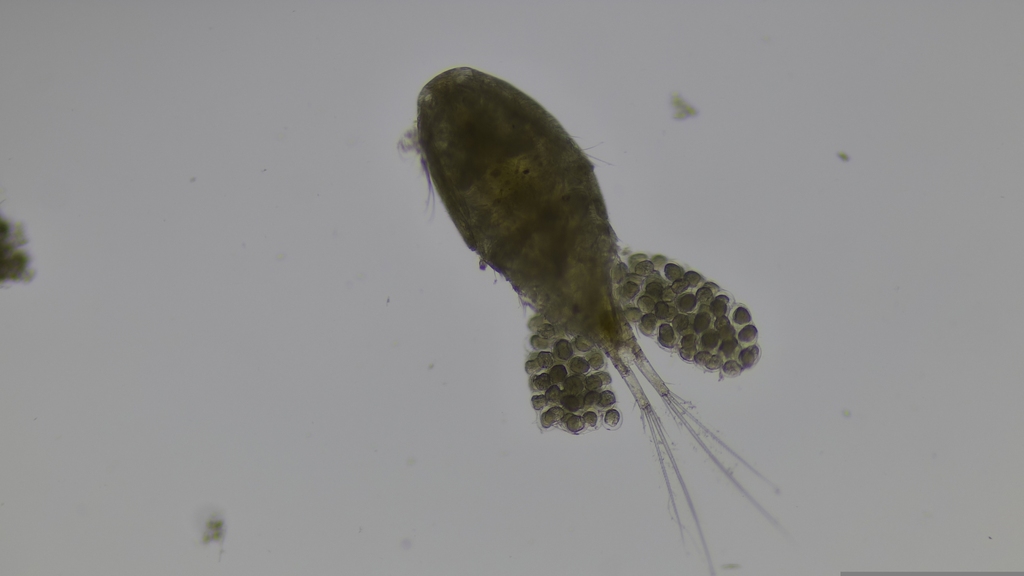 Acanthocyclops robustus