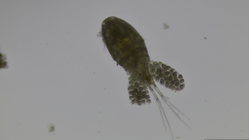 Acanthocyclops robustus