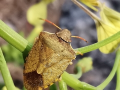 Peribalus strictus strictus