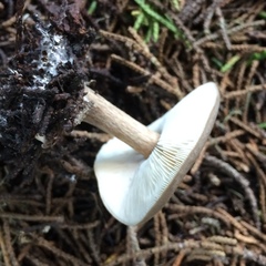 Clitocybe albirhiza