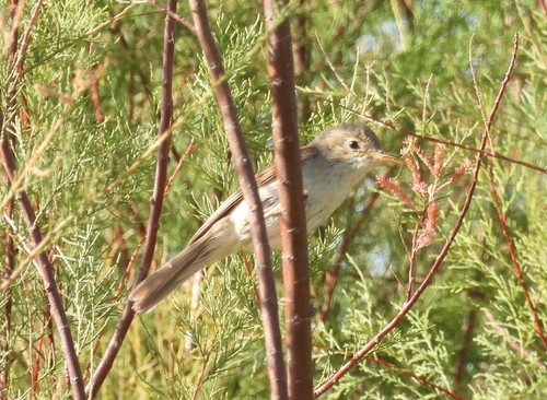 iNaturalist image