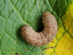 Euplexia benesimilis