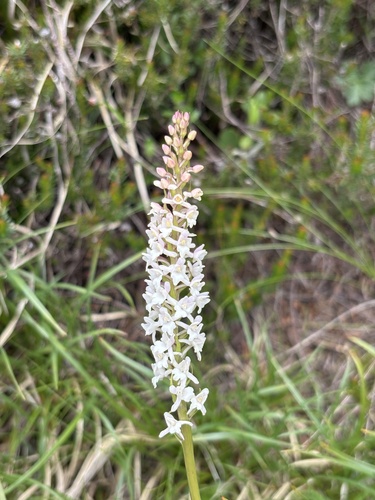 Gymnadenia odoratissima, photograph 5