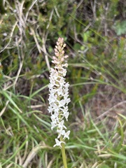 Gymnadenia odoratissima, photograph (c) Alessandro Popoli, some rights reserved (CC BY)