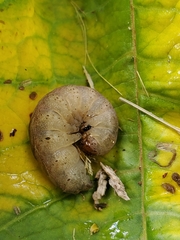 Euplexia benesimilis