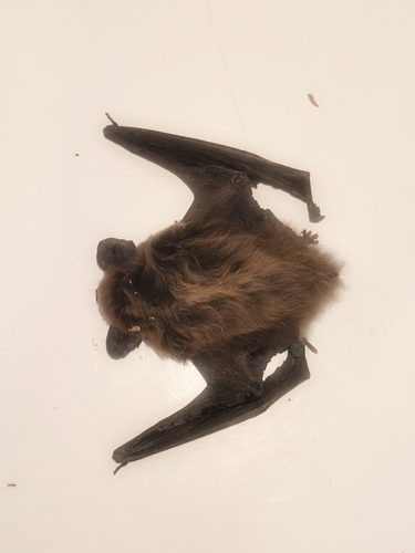 Savi's Pipistrelle