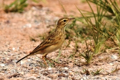 Paddyfield Pipit photo 3