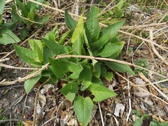 Symphytum × uplandicum